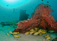 赤いサンゴ礁
