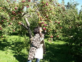 リンゴ狩り