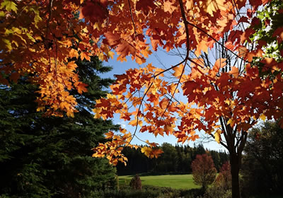 秋の紅葉