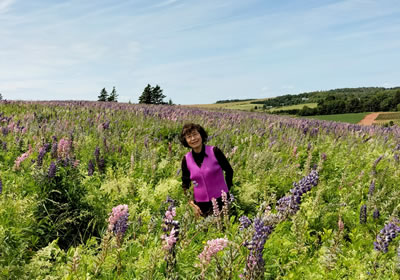 ルピナスの花畑