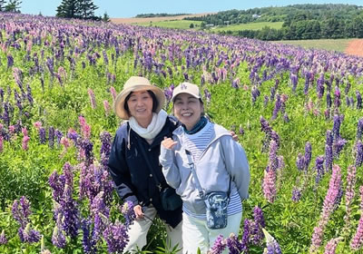 ルピナスの花畑